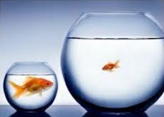 Two fishbowls side by side; the smaller one contains a goldfish, and the larger one contains a smaller fish, against a gray background.