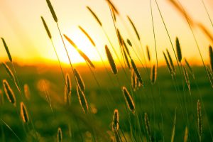Sunset viewed through a field of tall grasses, casting a warm golden light.