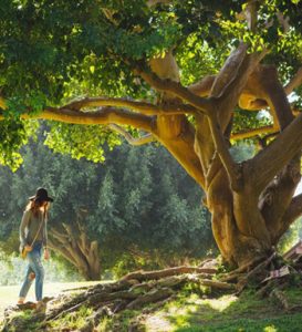 A woman in a hat walks near a large, sprawling tree in a sunlit park.
