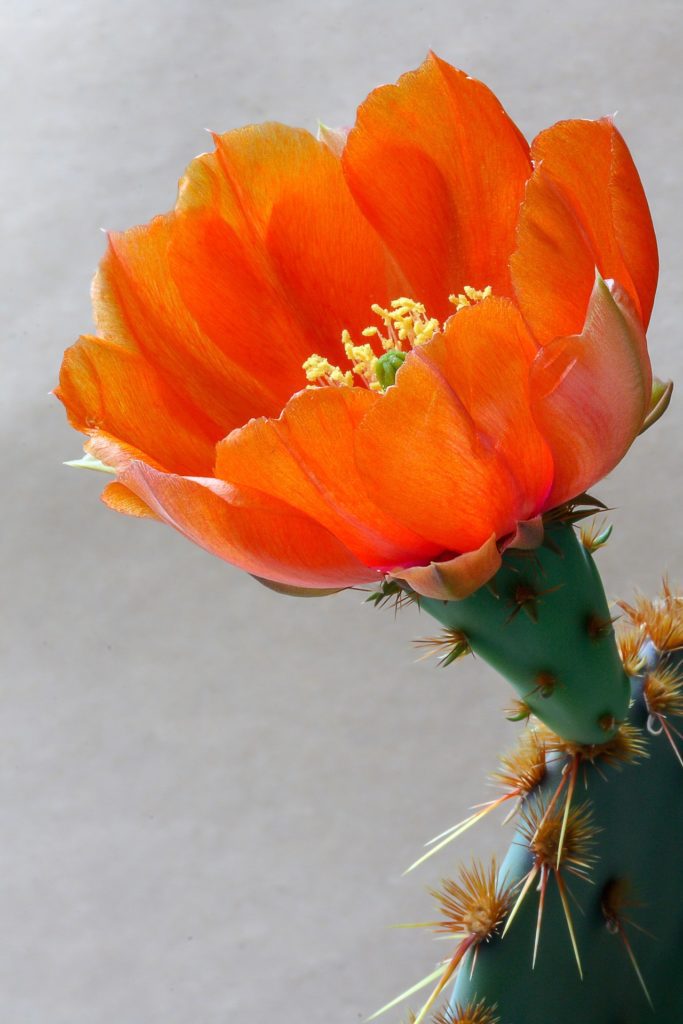 Vibrant orange cactus flower blooming atop a thorny green stem, set against a soft gray background.