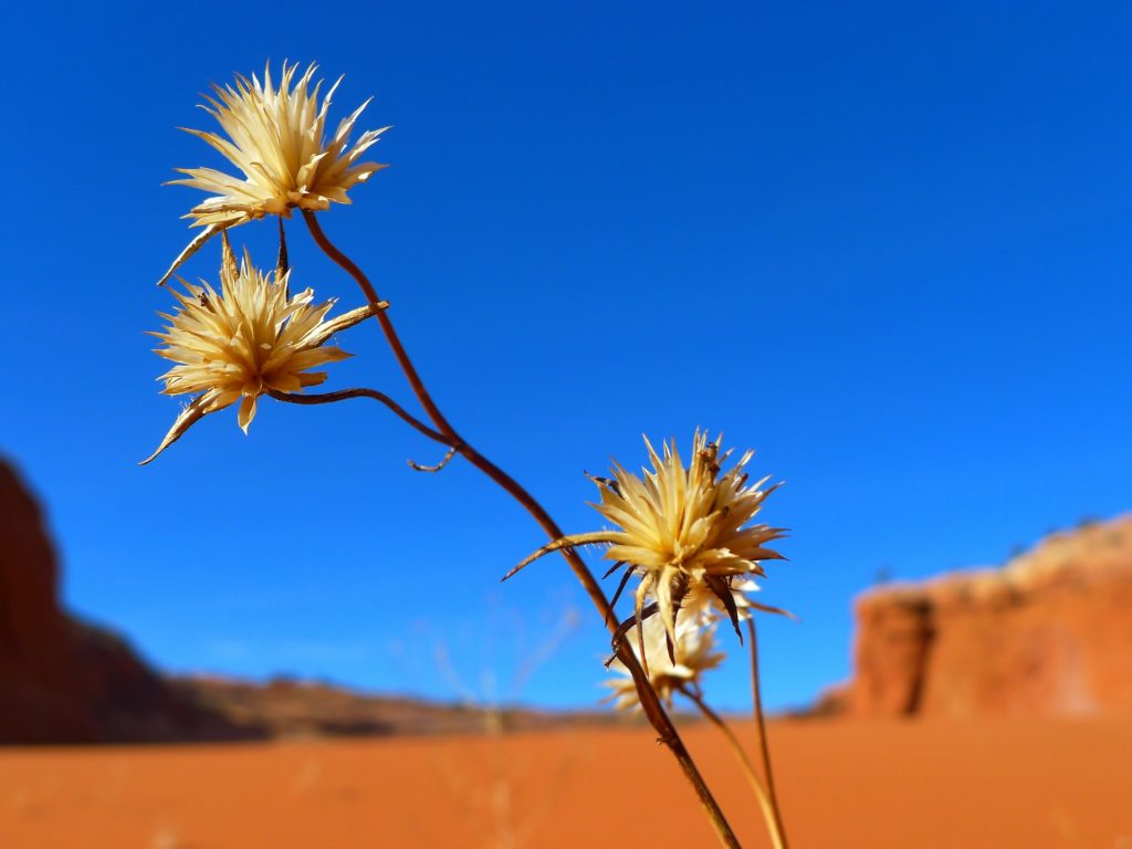 Three dry, spiky plants against a clear blue sky with a desert landscape and red rock formations in the background.