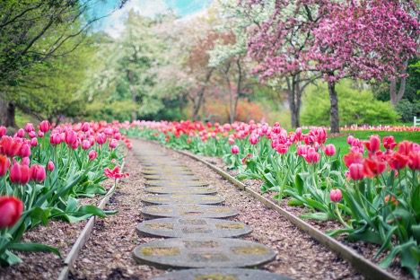 A pathway lined with vibrant red and pink tulips and surrounded by blooming trees in a tranquil garden.